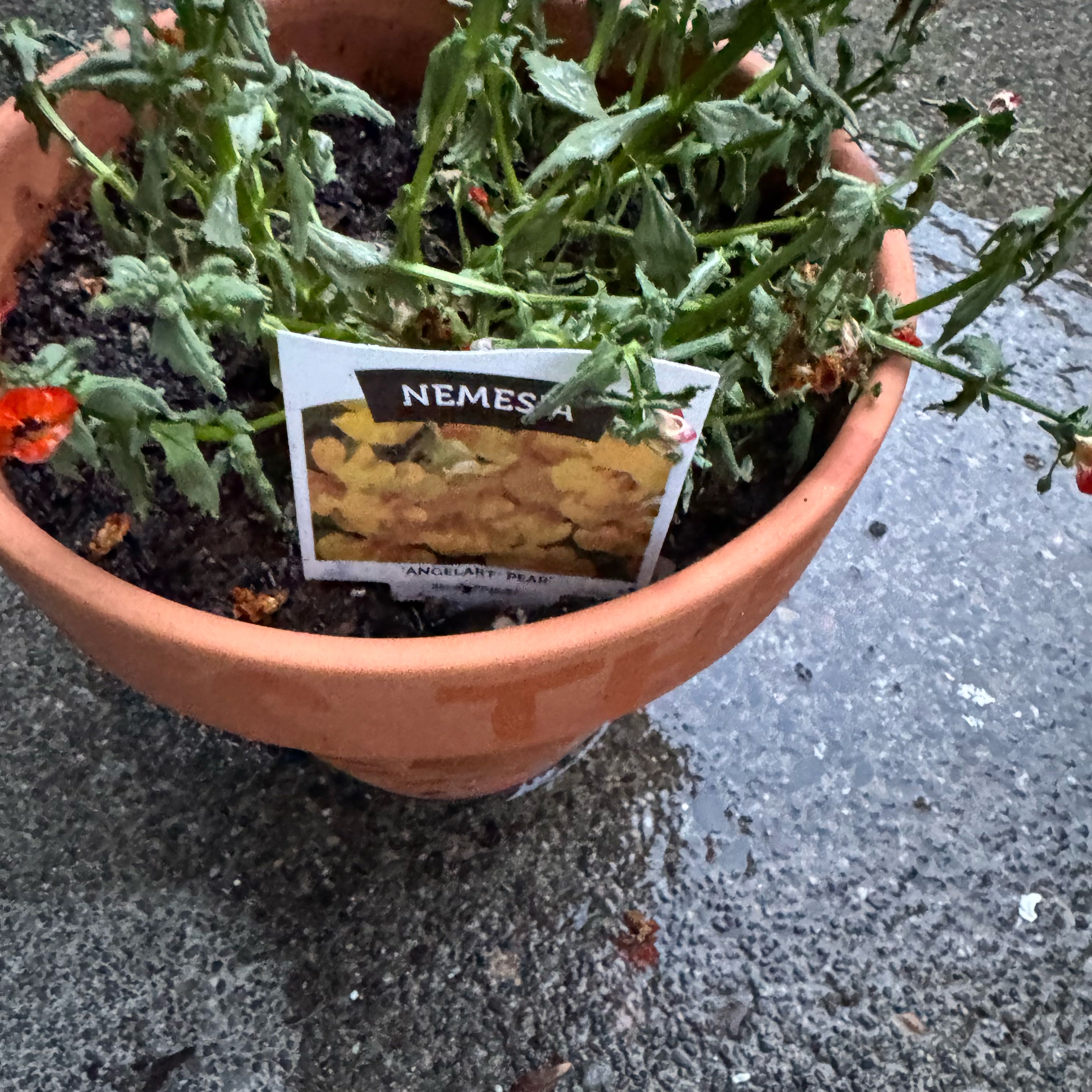 Photo of the plant species Nemesia 'Angelart Pear' by @UprightPhalsa66 named Planty on Greg, the plant care app