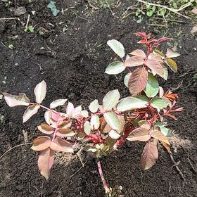 Photo of the plant species True Passion Rose by @BigSedum35 named Tree Diddy on Greg, the plant care app