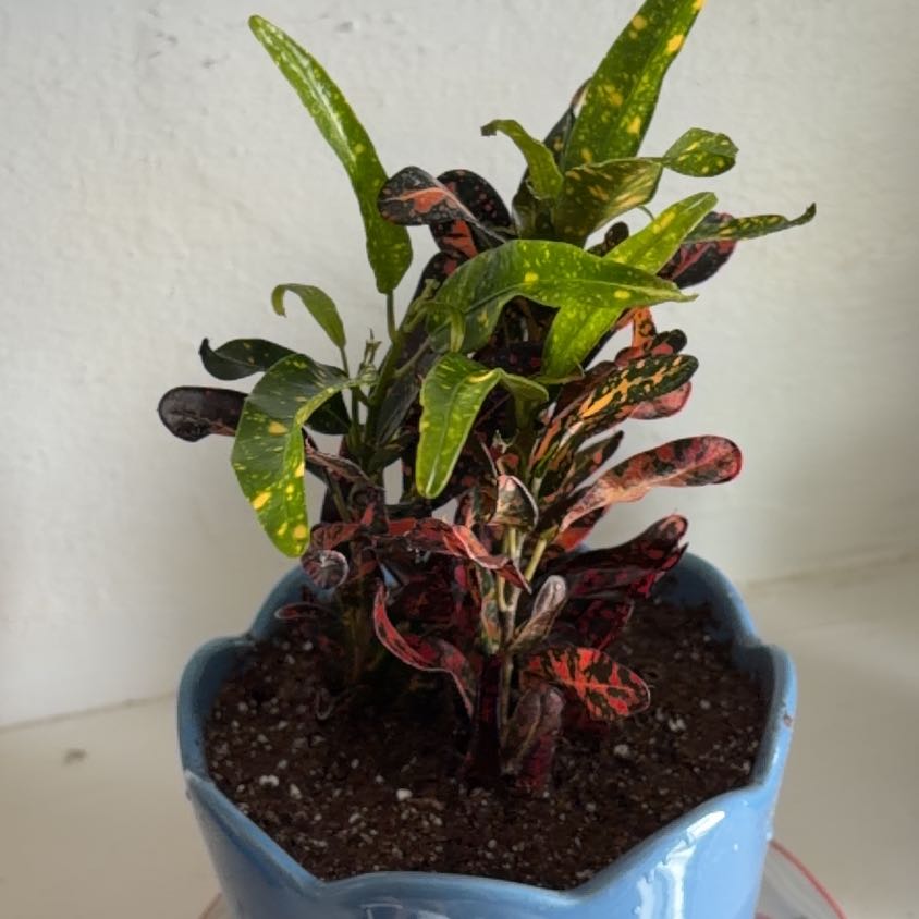 Photo of the plant species Bush on Fire Croton by @LavishRimu46 named Kardashian on Greg, the plant care app