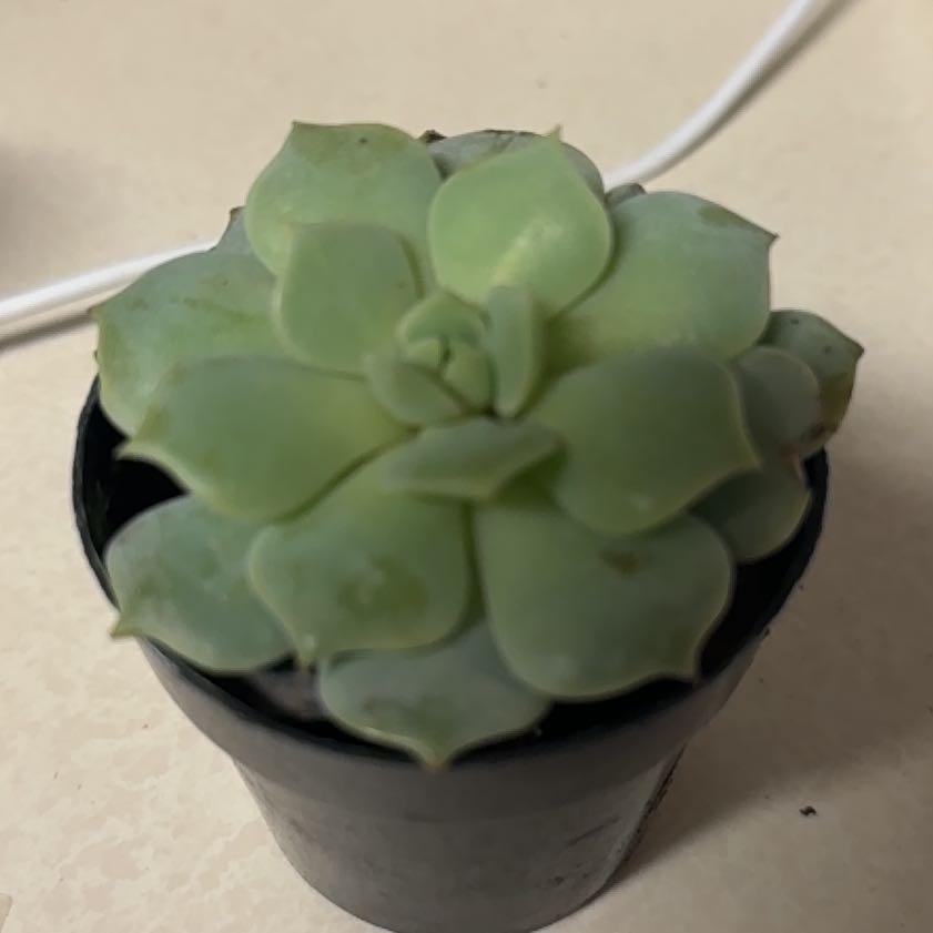 Photo of the plant species Echeveria 'Seraphina' by @HumbleNoni24 named Theo on Greg, the plant care app