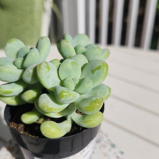 Photo of the plant species Sedum treleasei by @TotalDisphyma53 named Tolkien on Greg, the plant care app