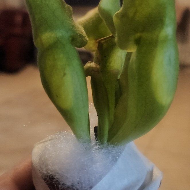 Photo of the plant species Dalmatian Toadflax by @NeatOgresears63 named Robert Plant on Greg, the plant care app