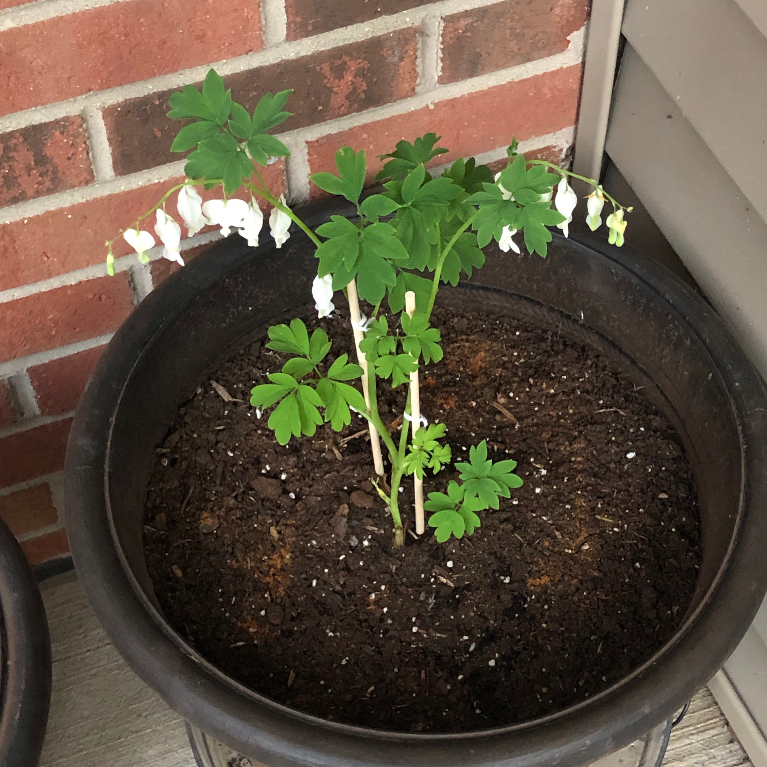 Common Bleeding Heart Problems