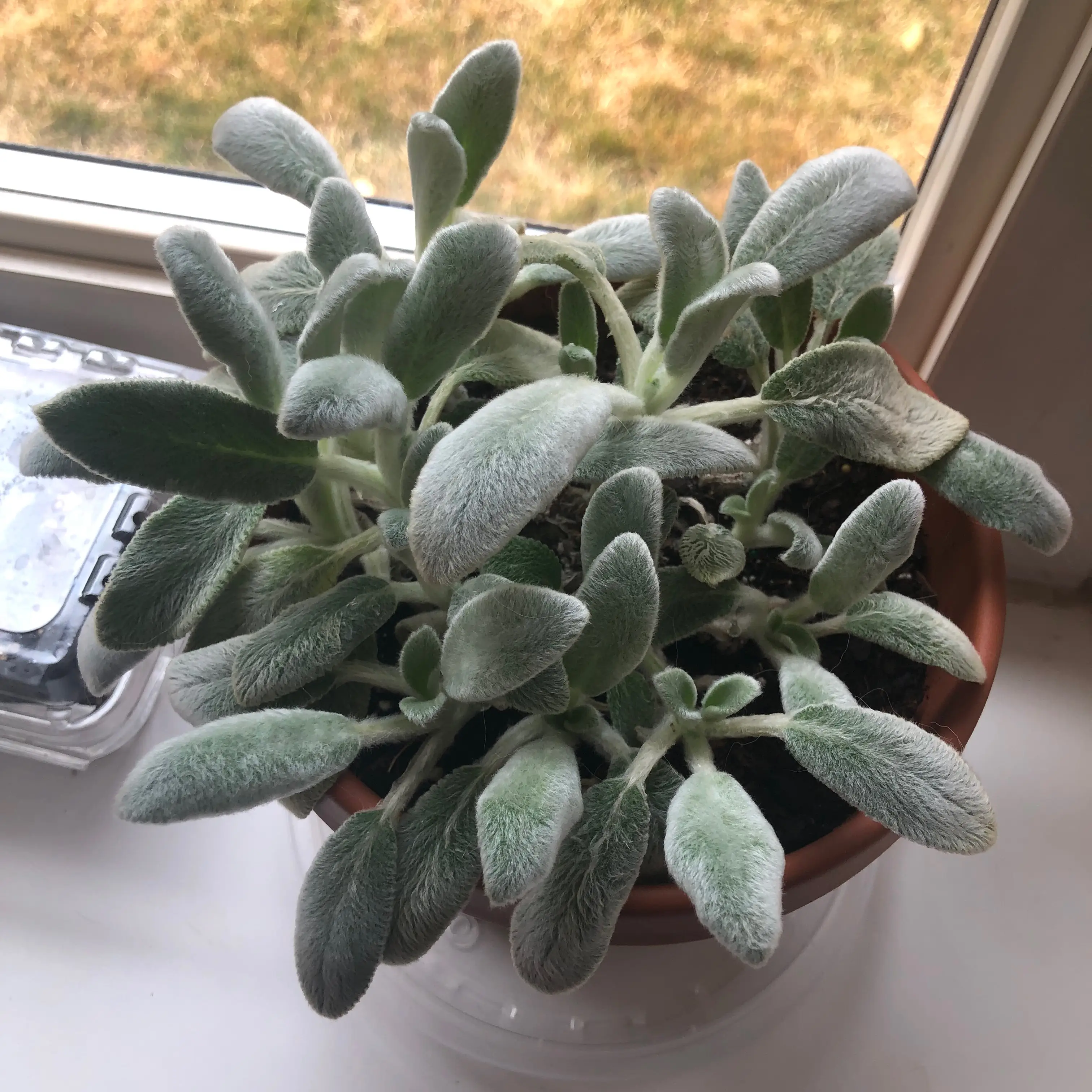 Potted Lamb's Ear plant with soft, fuzzy leaves, appearing healthy.