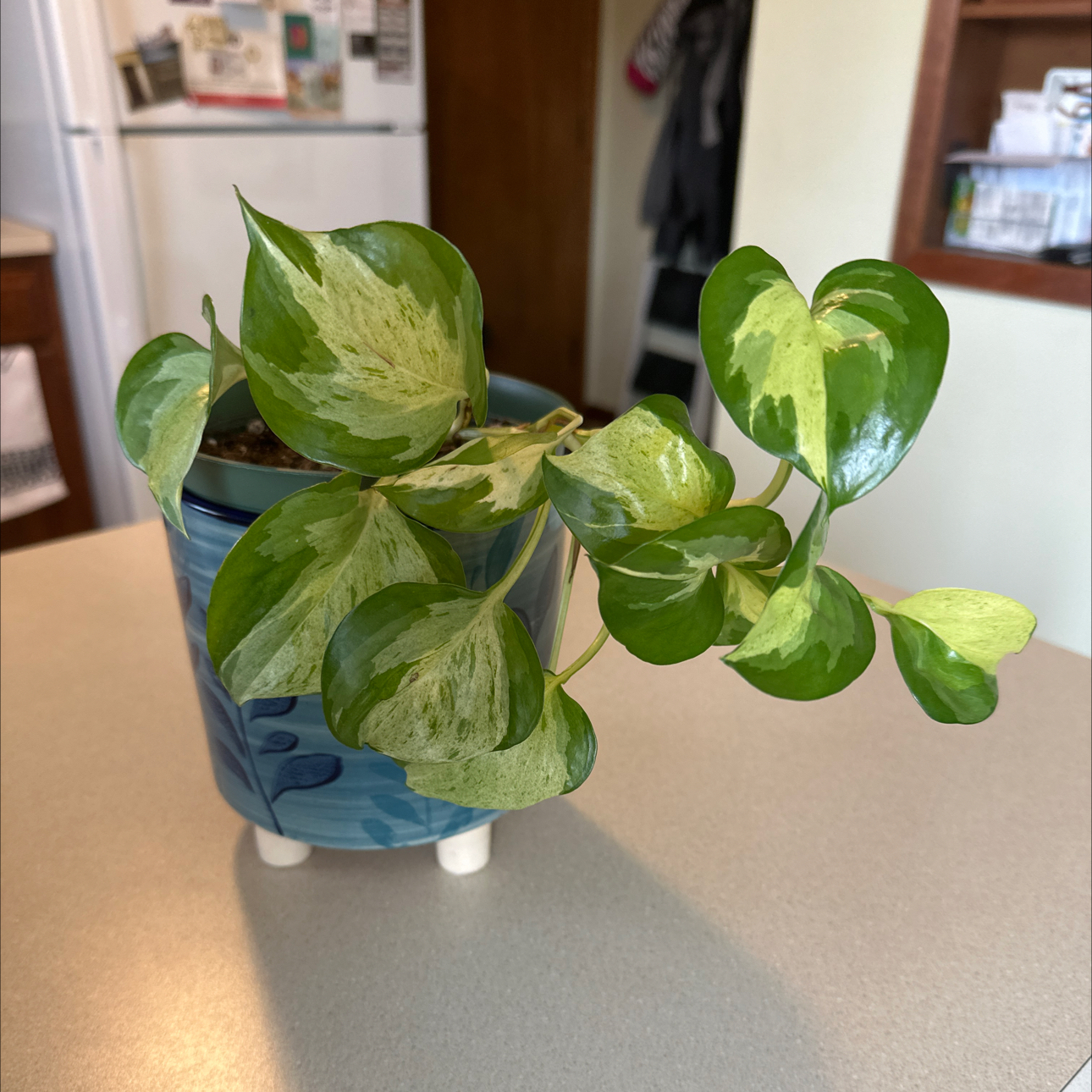 Manjula Pothos plant in a blue pot with variegated green and white leaves on a countertop.