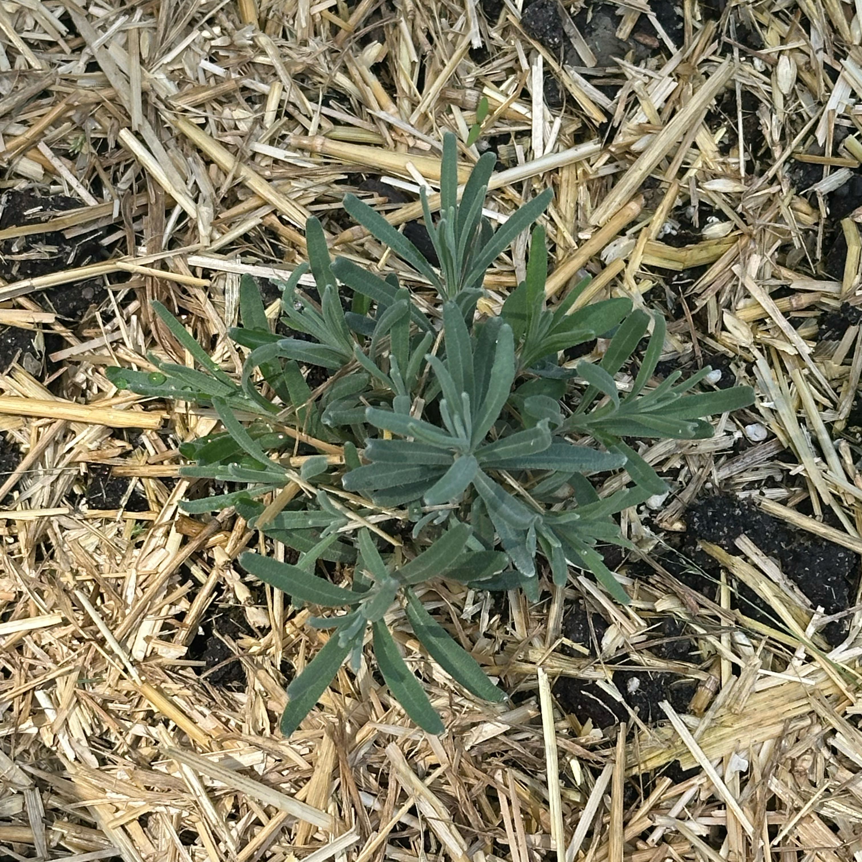 Photo of the plant species Hidcote Lavender by @SleepyAg named Lavender on Greg, the plant care app