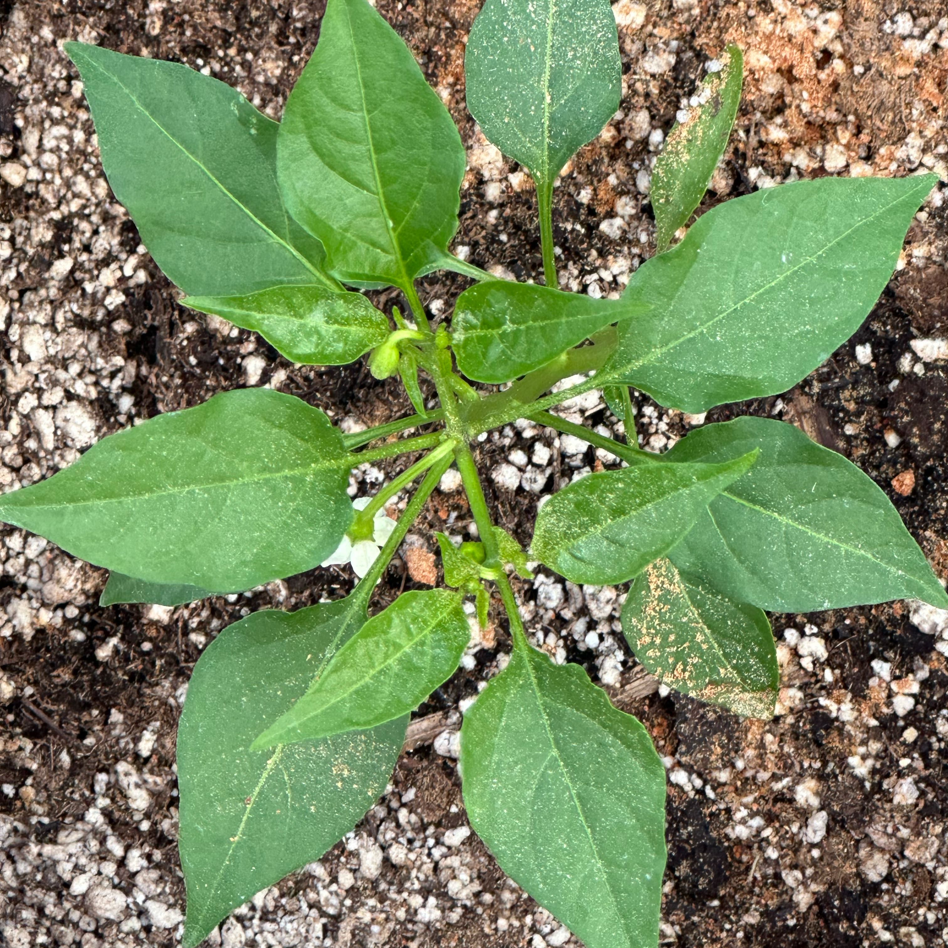 Photo of the plant species Cayenne Pepper by @SleepyAg named Cayenne on Greg, the plant care app