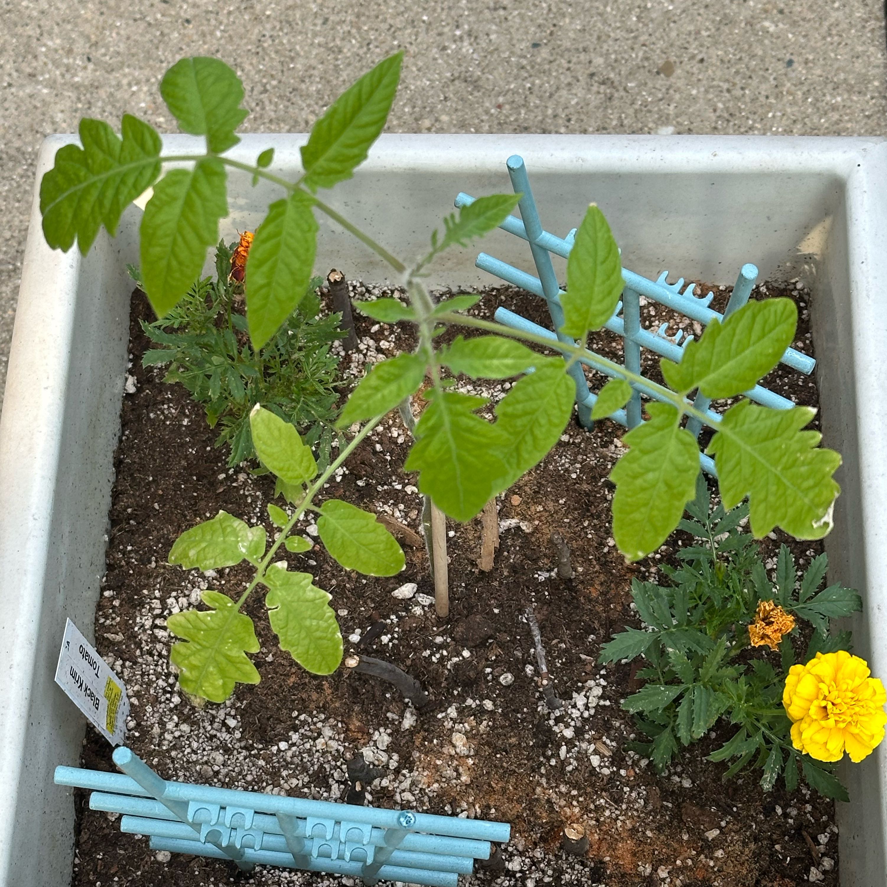 Photo of the plant species Tomato 'Black Krim' by @SleepyAg named Black Krim on Greg, the plant care app
