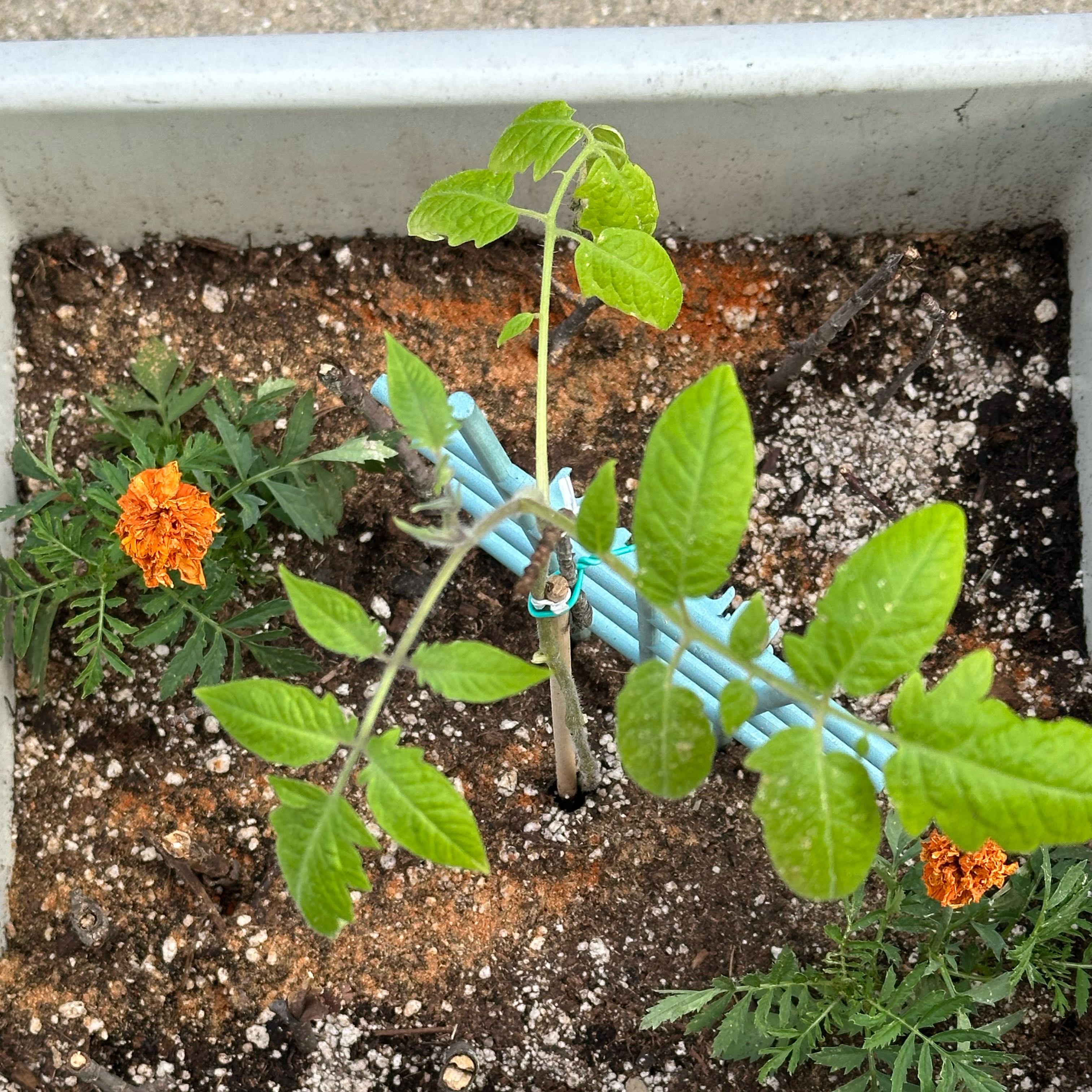 Photo of the plant species Tomato 'Black Cherry' by @SleepyAg named Black Cherry on Greg, the plant care app
