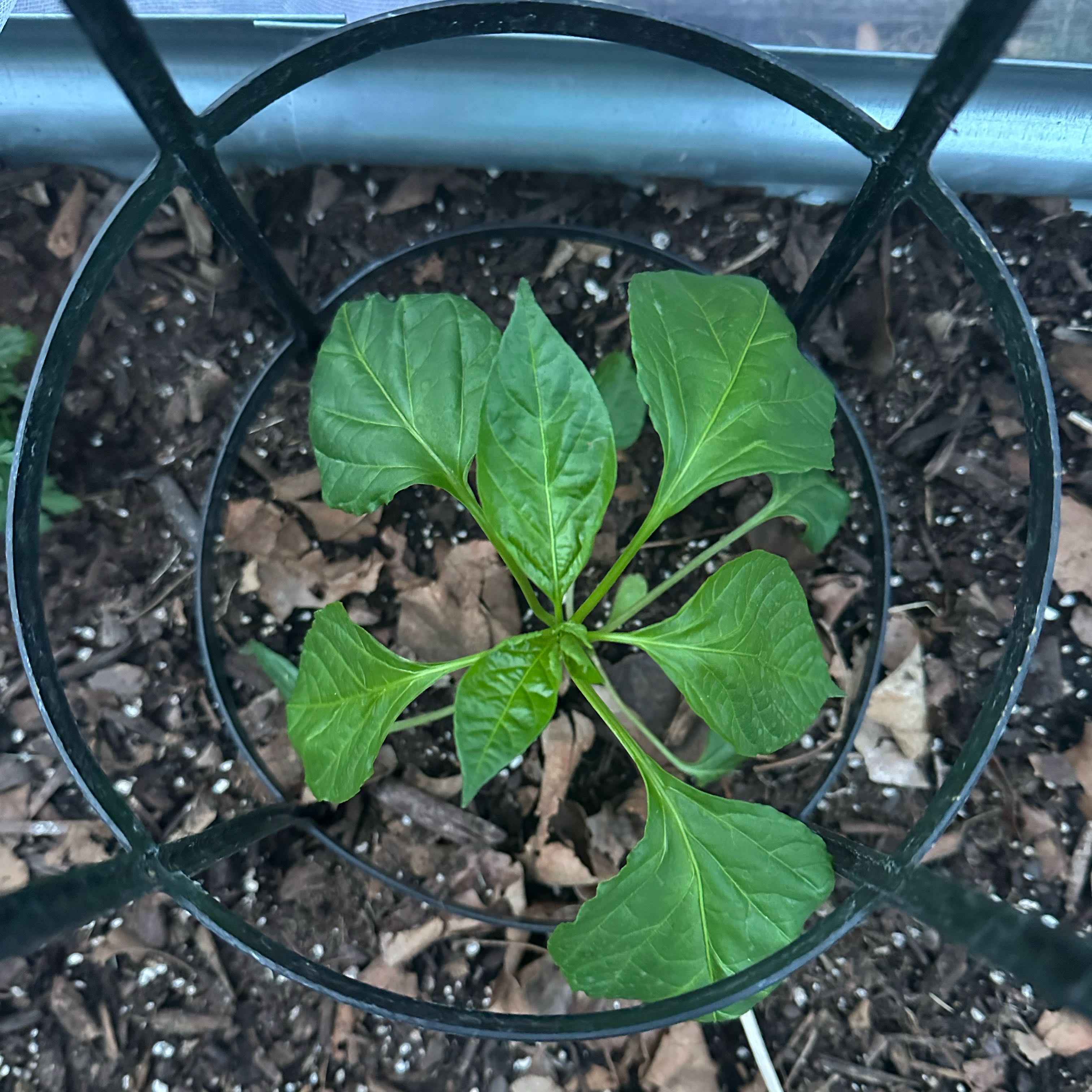 Photo of the plant species Banana Pepper by @SleepyAg named Nanny on Greg, the plant care app