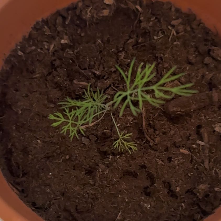 Photo of the plant species Mammoth Dill by @SleepyAg named Dilly on Greg, the plant care app