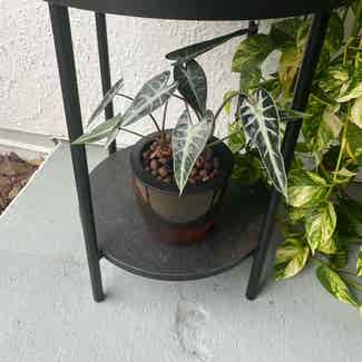 Alocasia 'Bambino' plant in Orlando, Florida