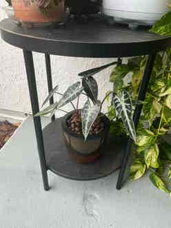 Alocasia 'Bambino' plant