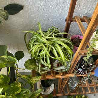 Curly Spider Plant plant in Orlando, Florida