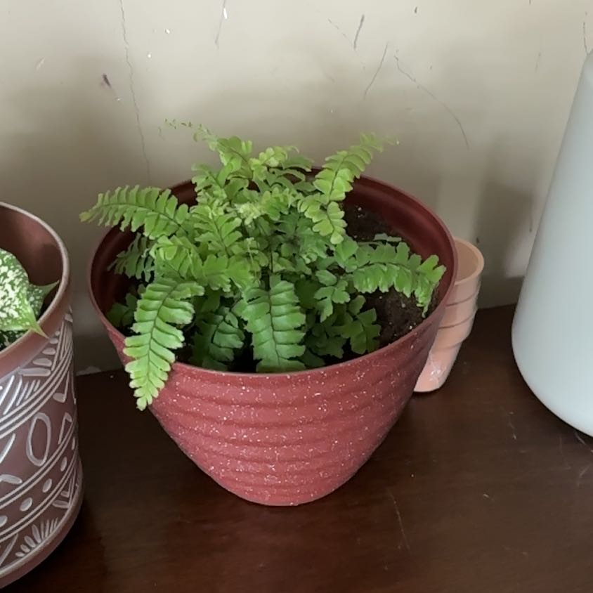 Photo of the plant species Cunningham's Maidenhair Fern by @NoblyBaybean35 named Leaf Erickson on Greg, the plant care app