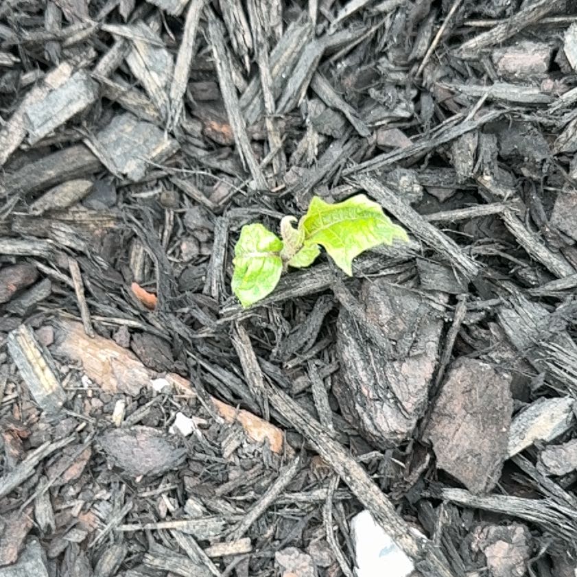 Photo of the plant species Carolina Horsenettle by @DebonairAgave named Foxxy on Greg, the plant care app