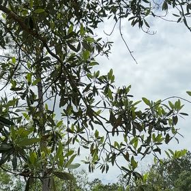 Photo of the plant species Sweetbay Magnolia by @DebonairAgave named Fernie Mercury on Greg, the plant care app