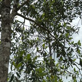 Photo of the plant species Sweetbay Magnolia by @DebonairAgave named Hamilton on Greg, the plant care app