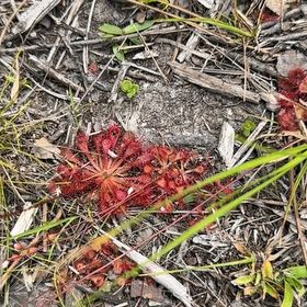 Photo of the plant species Pink Sundew by @DebonairAgave named Austen on Greg, the plant care app