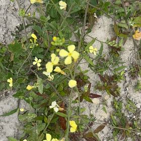 Photo of the plant species Wild Radish by @DebonairAgave named Kesha on Greg, the plant care app