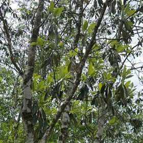 Photo of the plant species Sweetbay Magnolia by @DebonairAgave named Coco on Greg, the plant care app