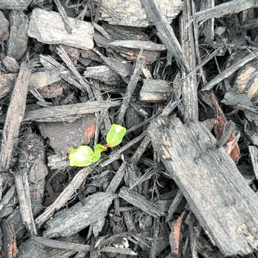 Photo of the plant species Benghal Dayflower by @DebonairAgave named Zion on Greg, the plant care app