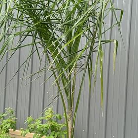 Photo of the plant species Queen Palm by @DebonairAgave named Homer on Greg, the plant care app