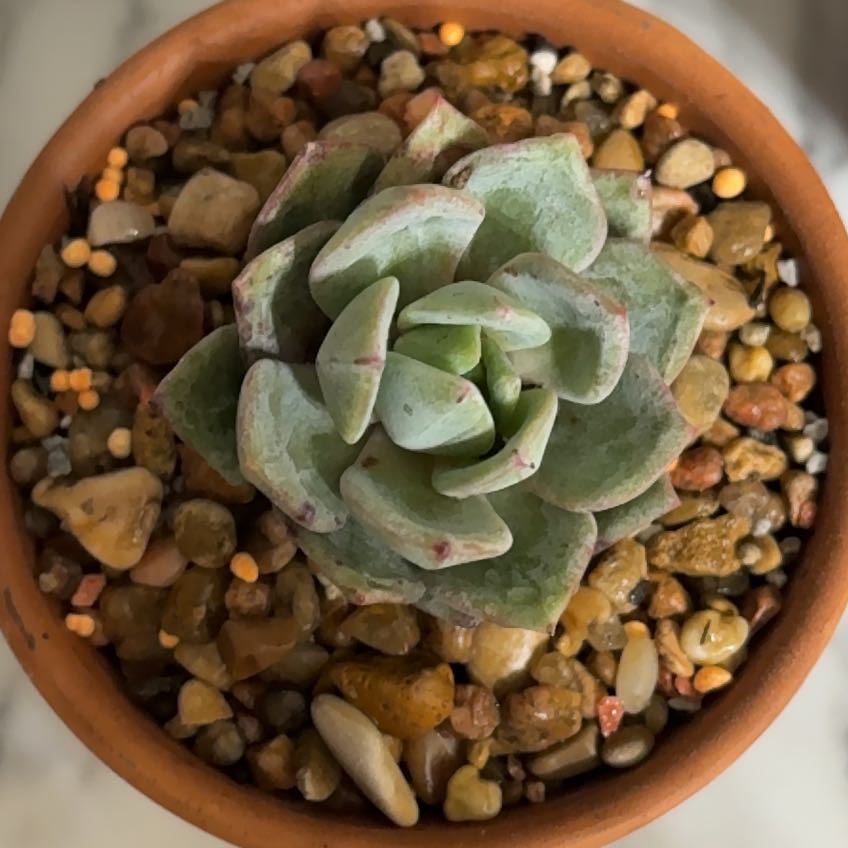 Photo of the plant species German Champagne by @FitBlackhaw54 named Ulysses S Plant on Greg, the plant care app