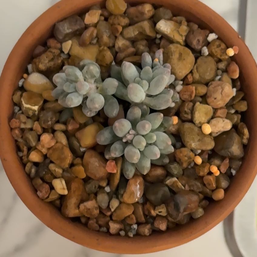 Photo of the plant species Pachyphytum Baby Finger by @FitBlackhaw54 named Winston on Greg, the plant care app