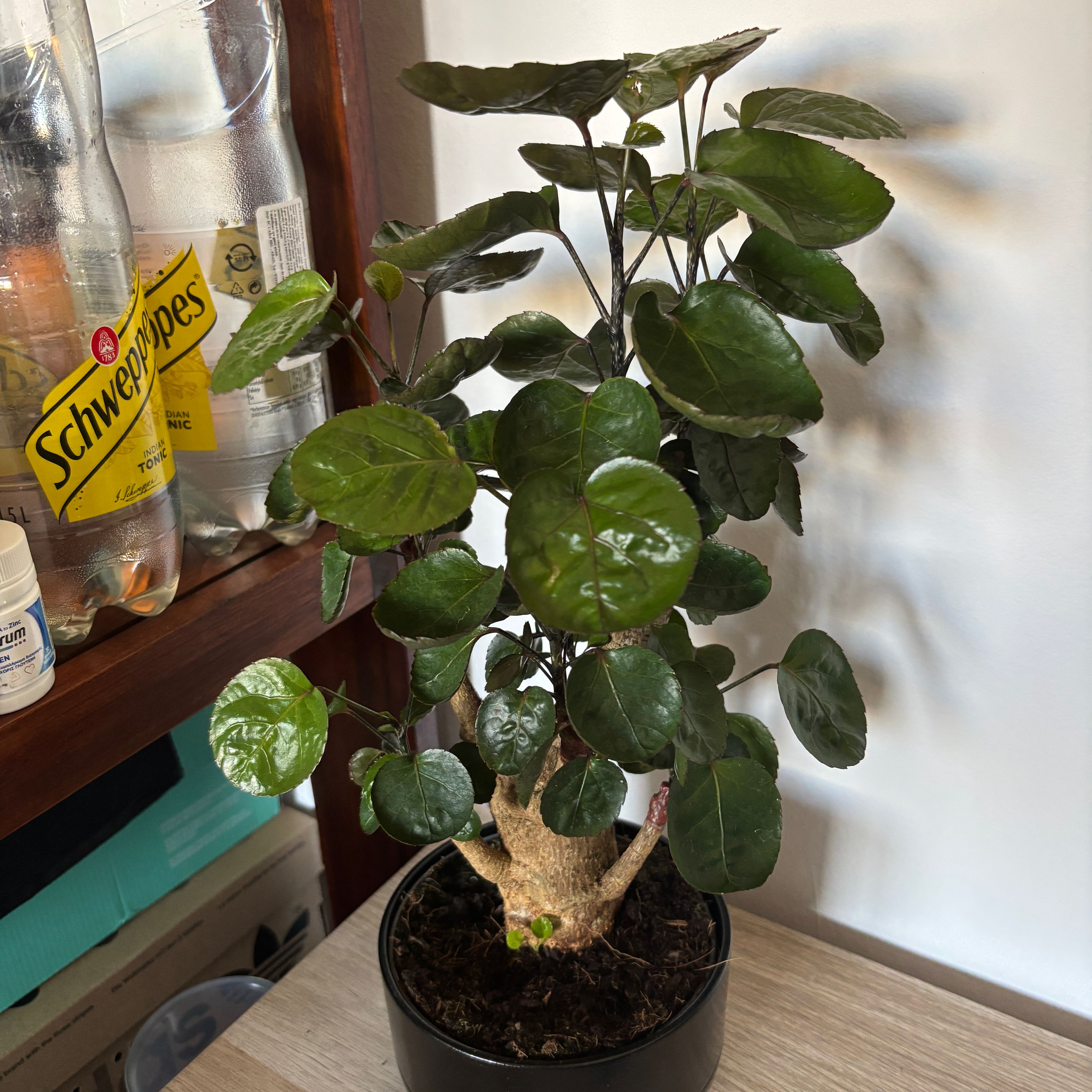 Photo of the plant species Polyscias by @PrettyCorkelm32 named Harper on Greg, the plant care app