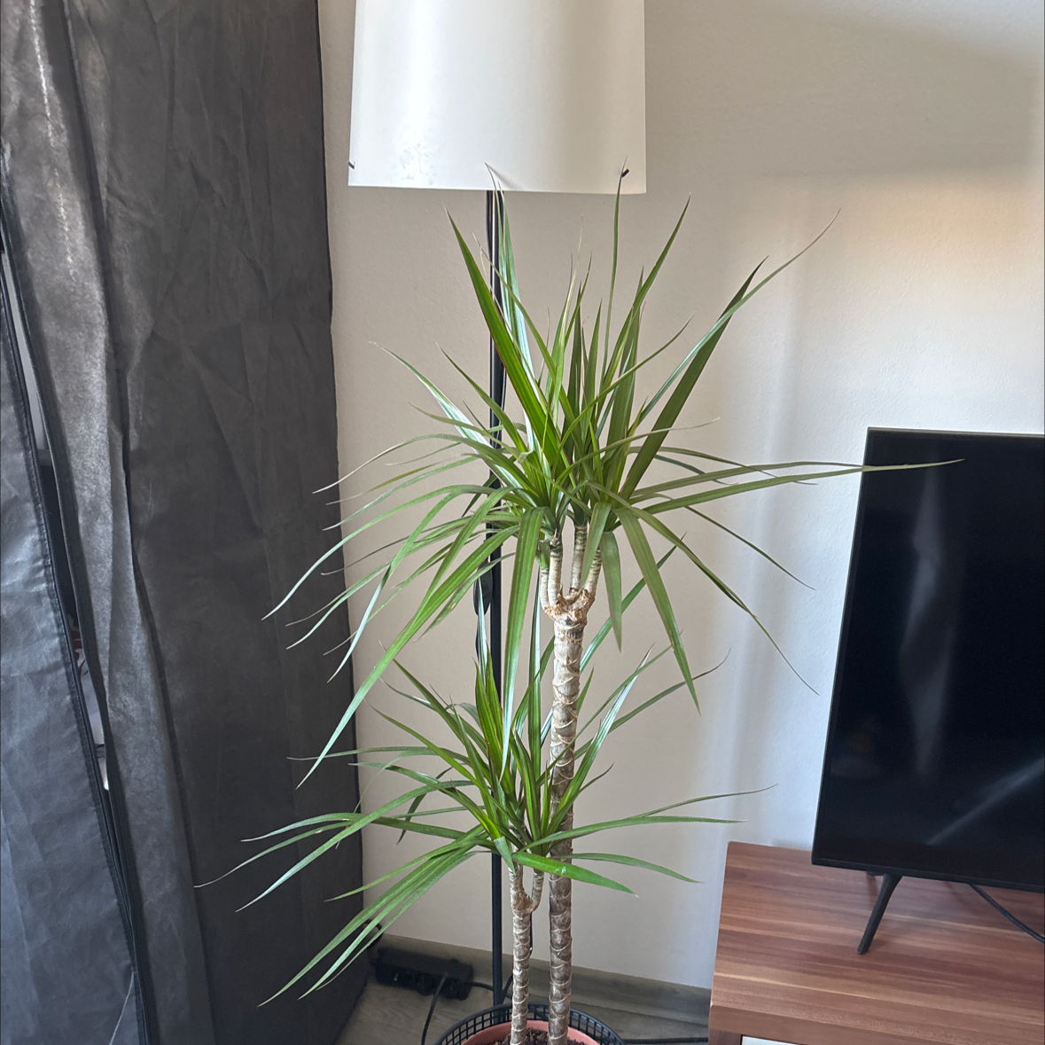 Photo of the plant species Draceana marginata by @PrettyCorkelm32 named Athena on Greg, the plant care app