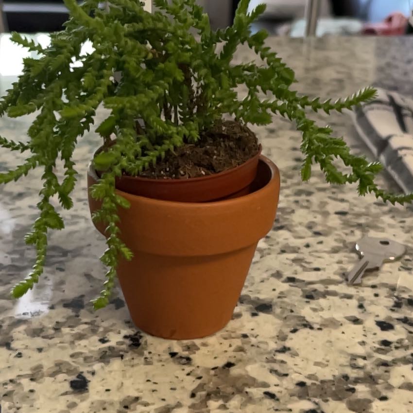 Photo of the plant species Princess Pine by @PetMint11 named Pwincess on Greg, the plant care app