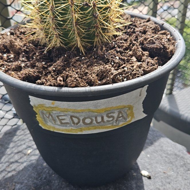 Photo of the plant species Trichocereus poco by @MagistrateBlue named Medousa on Greg, the plant care app