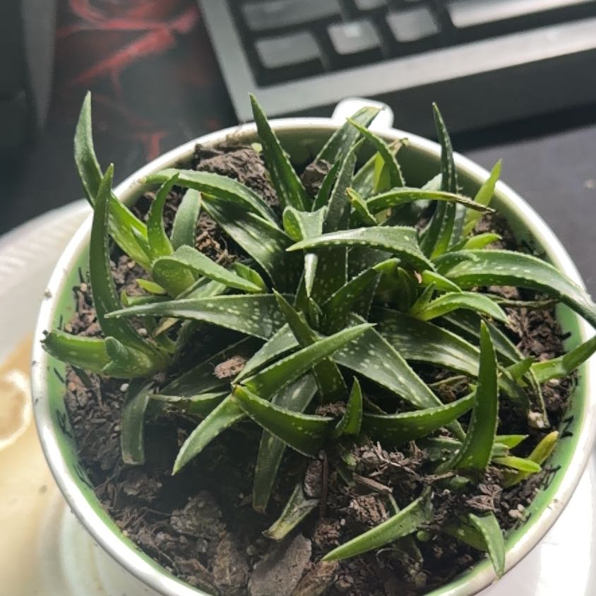 Photo of the plant species Aloe 'Firebird' by @ElderHope94 named Drake on Greg, the plant care app