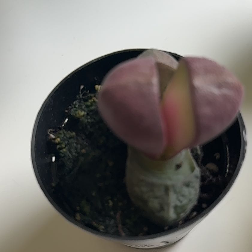 Photo of the plant species Royal Flush Split Rock by @HipFeijoa10 named Fernie Mercury on Greg, the plant care app