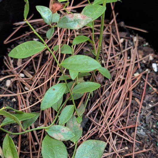 Photo of the plant species Sunshine Blueberry by @TrueAlmond48 named Athena on Greg, the plant care app