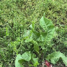 Photo of the plant species Horseradish by @SageBlue81 named Kendall on Greg, the plant care app