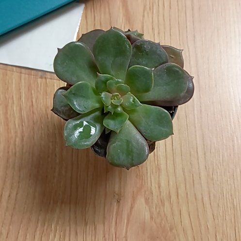 Photo of the plant species Echeveria 'Mont Blanc' by @VocalDaboecia11 named Ulysses S. Plant on Greg, the plant care app