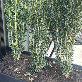 Photo of the plant species Sky Pencil Japanese Holly by @TrueChiltepin63 named Holly on Greg, the plant care app