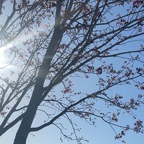 Photo of the plant species Drummond's Maple by @TrueChiltepin63 named Robert Plant on Greg, the plant care app