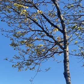 Photo of the plant species Kapok Tree by @TrueChiltepin63 named Daphne on Greg, the plant care app