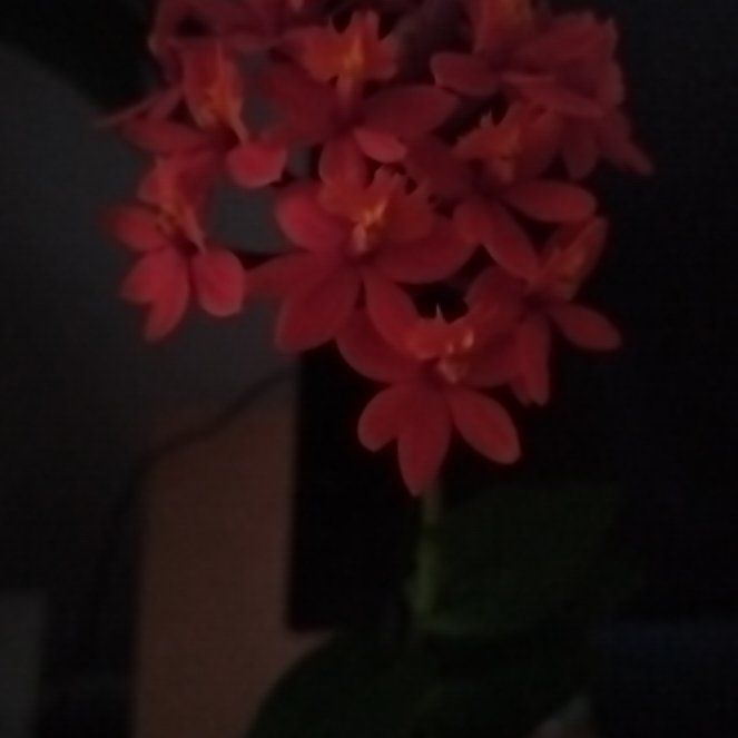 Photo of the plant species Fire Star Orchid by @NativeRose49 named Denali on Greg, the plant care app