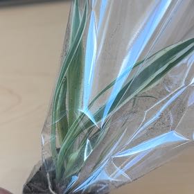 Photo of the plant species Drooping Brome by @HotshotYuzu53 named Winston on Greg, the plant care app