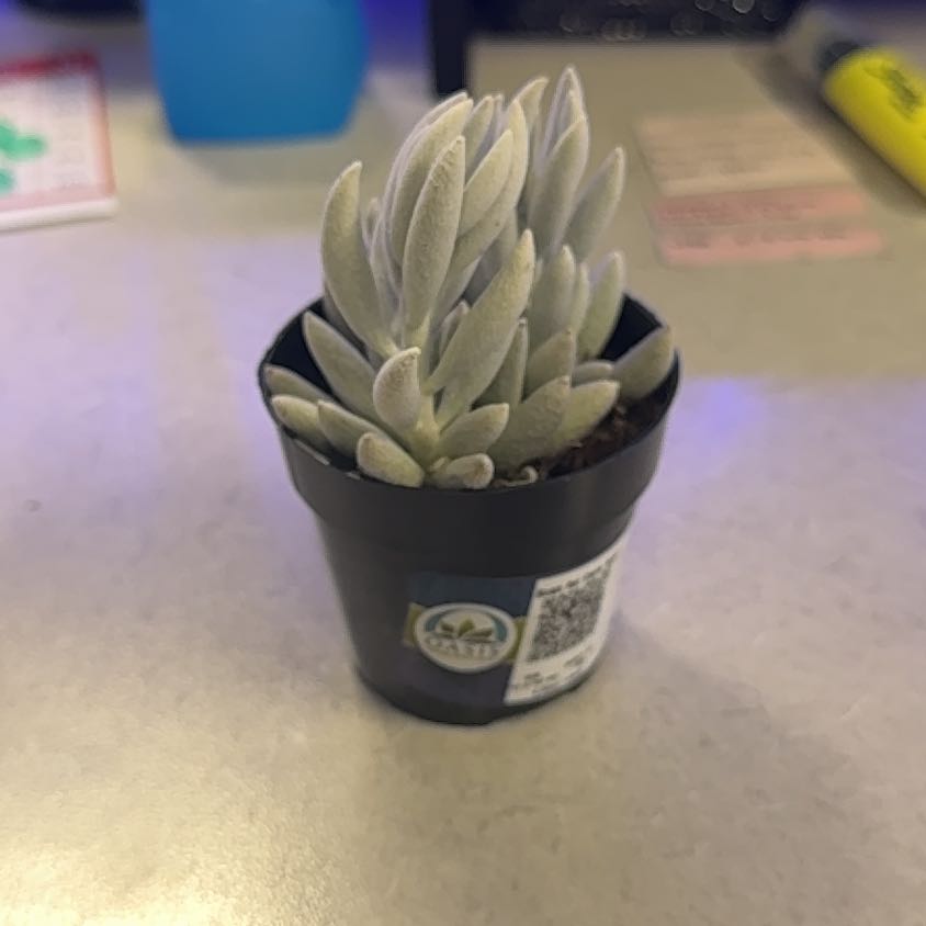 Photo of the plant species Cocoon Plant by @KingsizedTutu69 named Maya on Greg, the plant care app