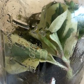 Photo of the plant species Sea Lettuce by @PetCanecactus16 named Surya on Greg, the plant care app