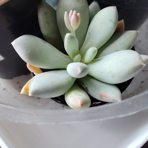 Photo of the plant species Pachyphytum 'Moonsilver' by @TopRuby9 named Zeus on Greg, the plant care app