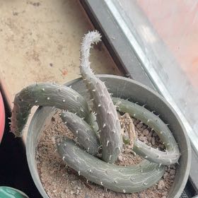 Photo of the plant species Inch Worm by @HipTwister49 named Rainier on Greg, the plant care app