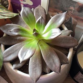 Photo of the plant species Black Knight by @HipTwister49 named Aristotle on Greg, the plant care app