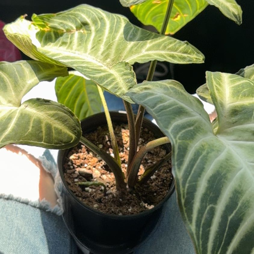 Photo of the plant species Xanthosoma Angel wings by @HipTwister49 named Curie on Greg, the plant care app