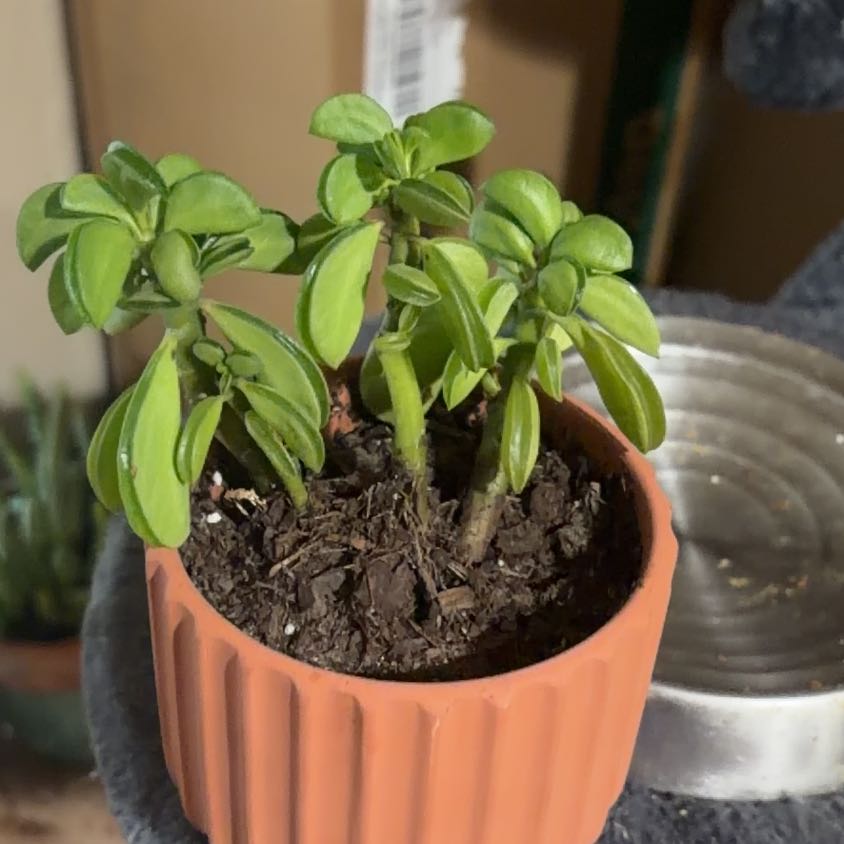 Photo of the plant species Peperomia axillaris by @HipTwister49 named Emerson on Greg, the plant care app